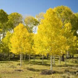 Aspen Tree Single Stem