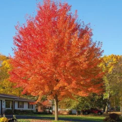 Autumn Blaze Maple