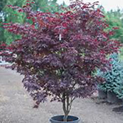 Bloodgood Maple