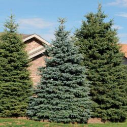 Colorado Spruce