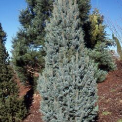 Columnar Blue Spruce