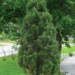 Columnar White Pine