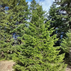 Douglas Fir