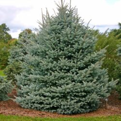 Fat Albert Blue Spruce