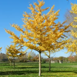 Ginkgo Tree