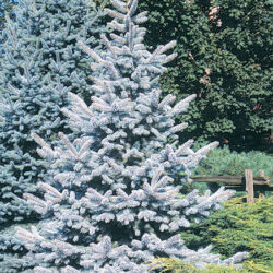 Hoopsii Blue Spruce