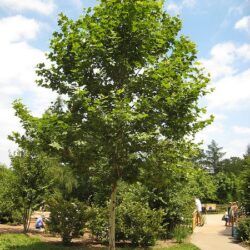 London Plane Tree