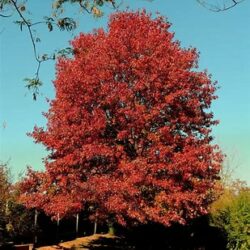 Northern Red Oak