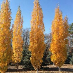 Parkland Pillar Birch