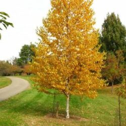 Prairie Gold Aspen