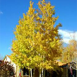 Quaking Aspen Clumps