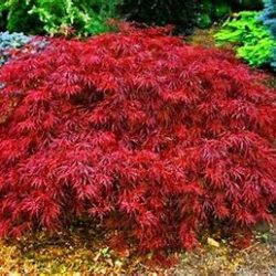 Red Dragon Maple