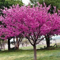 Redbud Tree