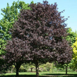 Royal Red Maple