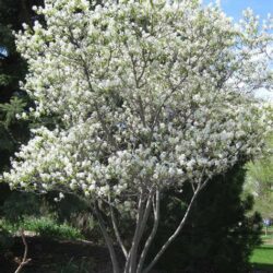 Serviceberry Clump