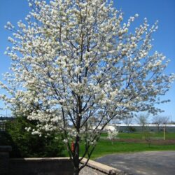 Serviceberry Tree