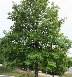 Swamp White Oak