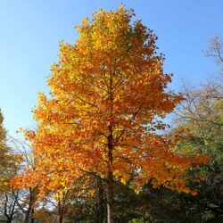 Tulip Tree