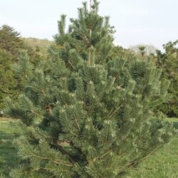 Vanderwolf Pine