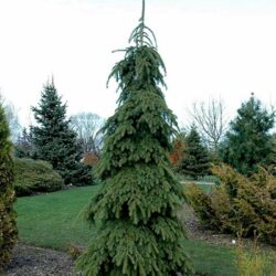 Weeping White Spruce