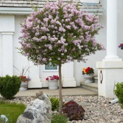 Dwarf Korean Lilac