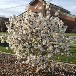 Magnolia Royal Star