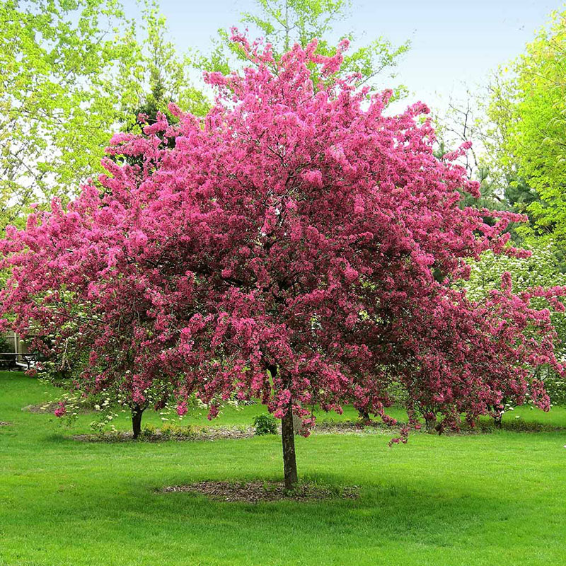 Ornamental Trees