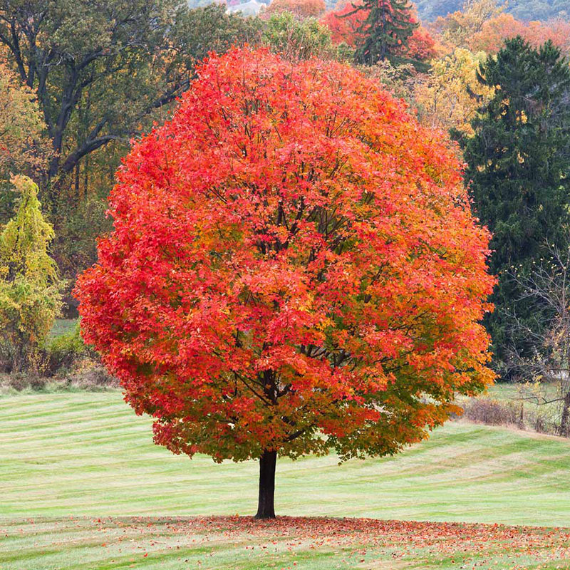 Shade Trees