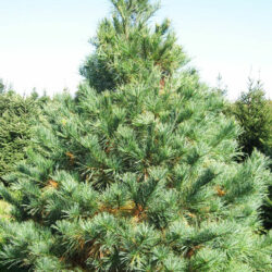 White Pine